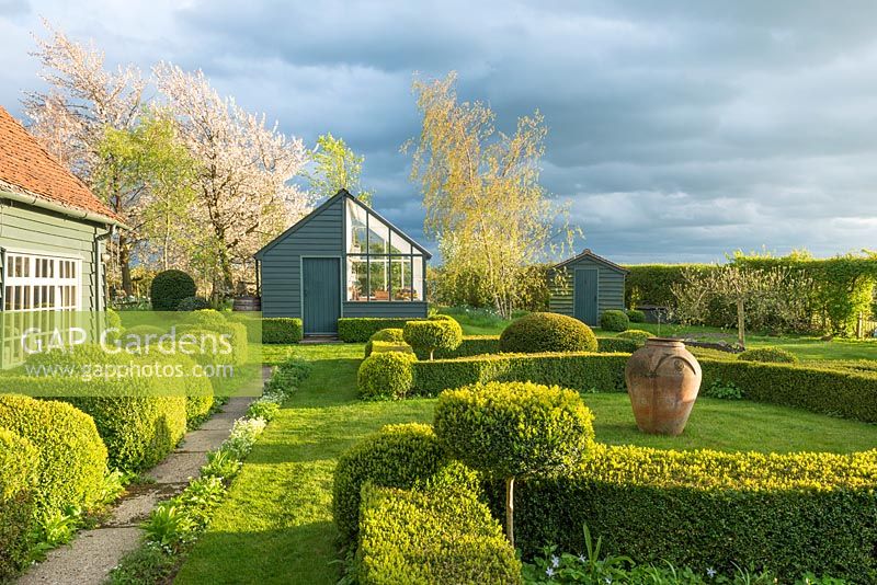 View of garden in late afternoon sunshine. Box topiary, combined greenhouse and shed, Birch and wild cherry trees. April.