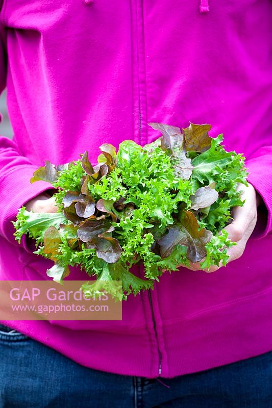 Handful of mixed lettuce salad leaves