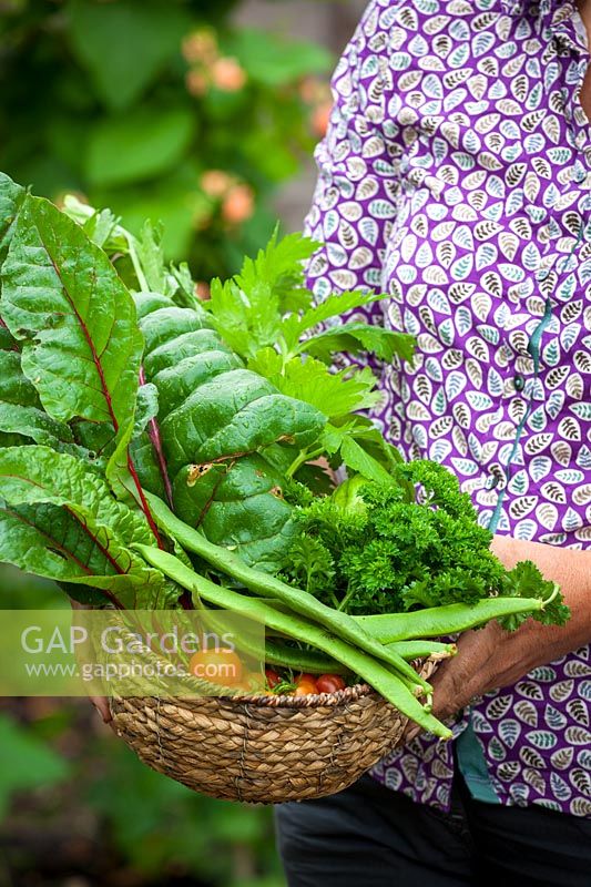 Harvested vegetables in a wicker basket. Chard, runner beans, parsley and tomatoes