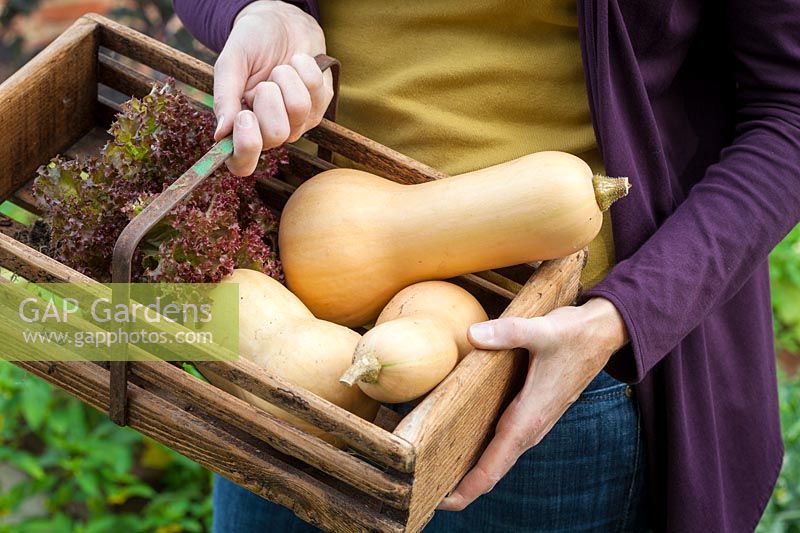 Harvested butternut squash and lettuce in a wooden trug