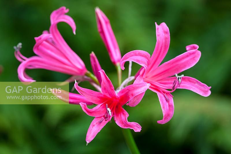 Nerine 'Zeal Giant'