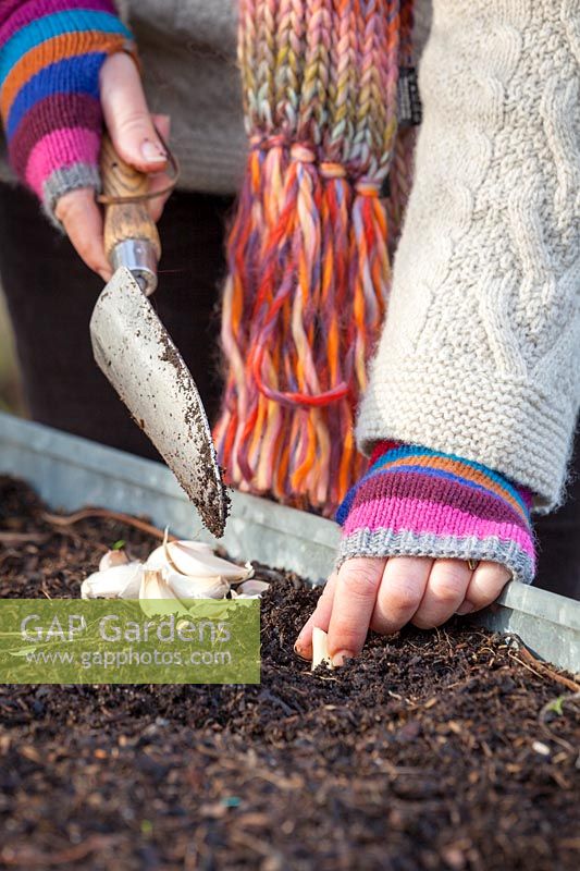 Planting garlic cloves. Allium sativum