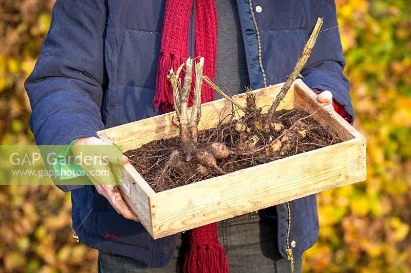 Lifting Dahlia tubers and putting in a tray ready for storing over winter in a greenhouse