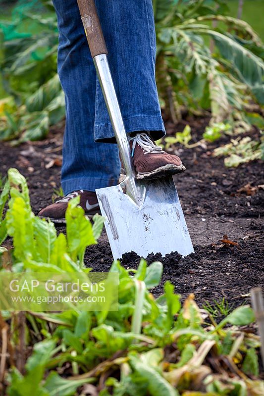 Winter digging in a vegetable garden