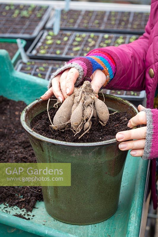 Potting up dahlia tubers in early spring to start them back to growth, February