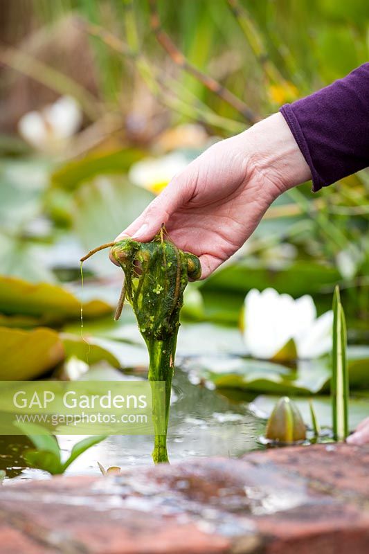 Removing blanket weed from a pond. May