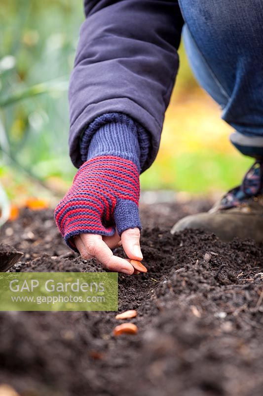 Sowing broad beans in a drill in the ground in autumn. Vicia faba, November