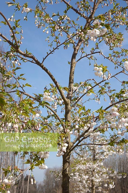 Prunus Taihaku -Great white cherry