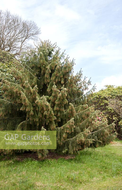 Picea breweriana - Brewer's spruce, native to North America and rare in the wild,  growing at High Beeches in Sussex. 