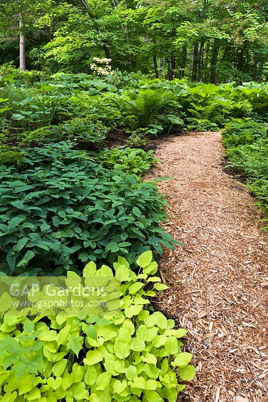 Mixed plantings including Hosta - Plaintain Lily, Pteridophyta - Fern plants in borders next to mulch footpath in late spring, Shade Garden, Domaine Joly-De Lotbiniere Estate Garden, Sainte-Croix, Chaudiere-Appalaches, Quebec, Canada