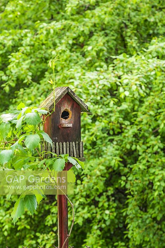 Wooden birdhouse on a stake and climbing Vitis - Vine in backyard garden in spring, Quebec, Canada. 