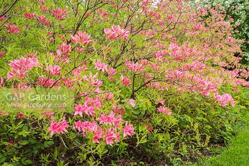 Pink Rhododendron 'Rosy Lights' shrub in mulch border in spring, Quebec, Canada