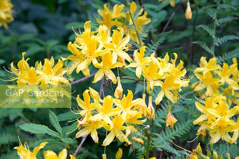 Rhododendron luteum, syn Azalea pontica, a deciduous azalea with fragrant, sticky yellow flowers in spring.