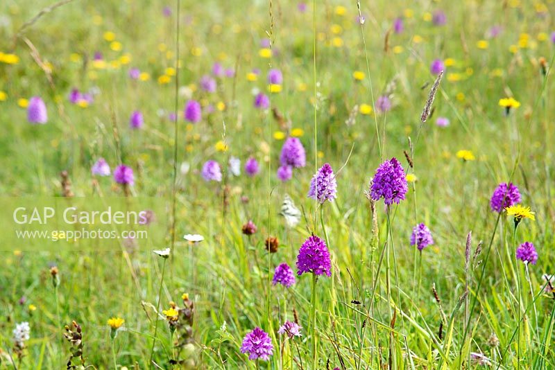 Meadow with Anacamptis pyramidalis - Pyramidal orchid