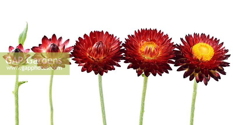 Helichrysum bracteatum 'Nevada Red' Everlasting flower at different stages of opening, June