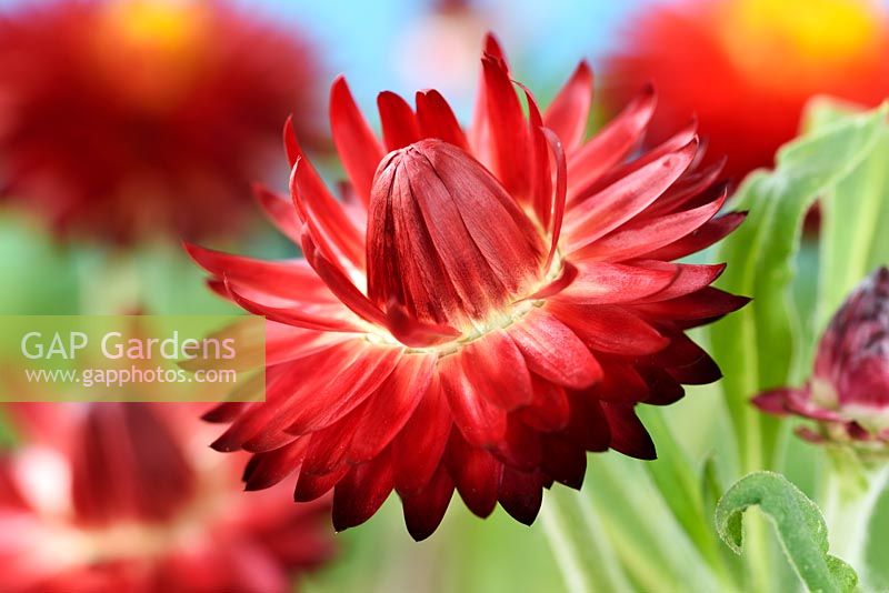 Helichrysum bracteatum 'Nevada Red' Everlasting flower, July