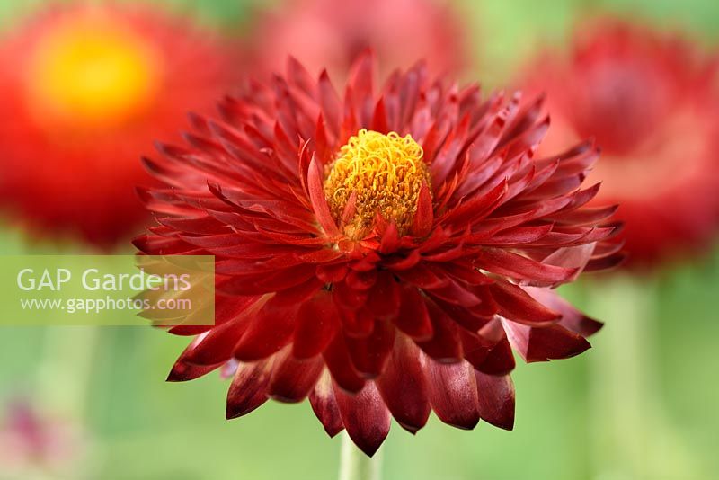 Helichrysum bracteatum 'Nevada Red' Everlasting flower, July