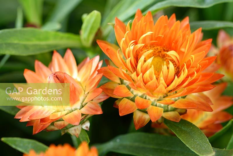 Helichrysum bracteatum 'Nevada Orange' - Everlasting flower, July