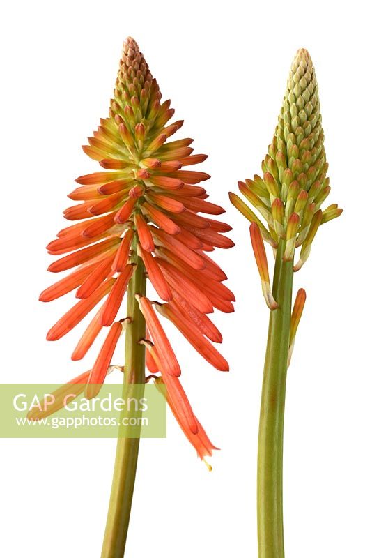 Kniphofia 'Papaya Popsicle' - Red-hot poker Popsicle Series, flowers at different stages of growth, August