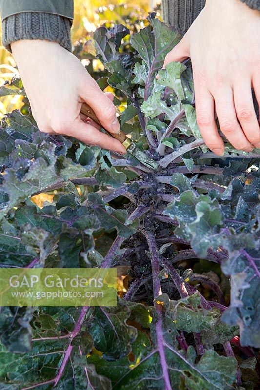 Hands cutting away mainstem leaves from purple kale plant to ease harvesting the kalettes, November