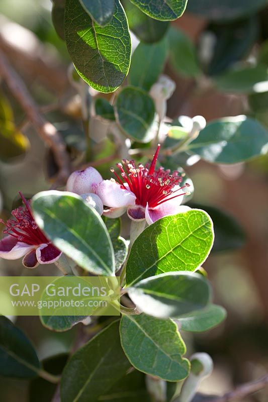 Acca sellowiana - Pineapple guava or Guavasteen, October