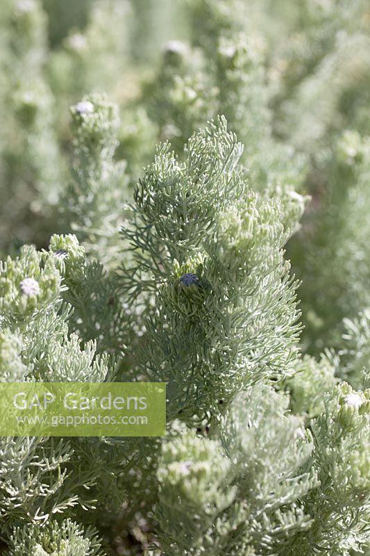 Ursinia sericea - Silver lace-leaf ursinia, October