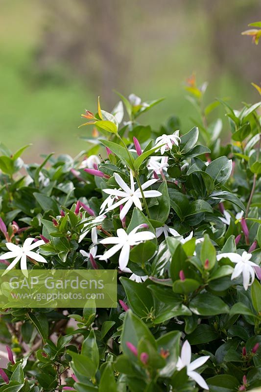 Jasminum multipartitum - Starry wild jasmine or Imfohlafohlane, September