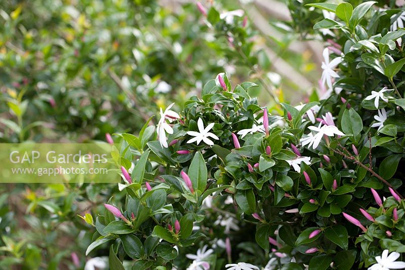 Jasminum multipartitum - Starry wild jasmine or Imfohlafohlane, September