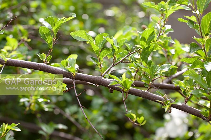 Grewia occidentalis - Crossberry, September