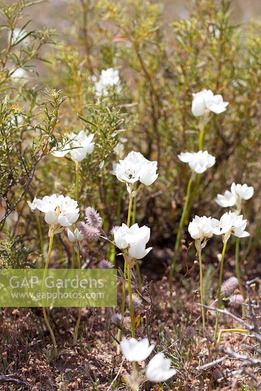 Ornithogalum thyrsoides - Chinkerinchee, Star-of-Bethlehem, October