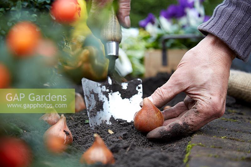 Planting tulip bulbs, November