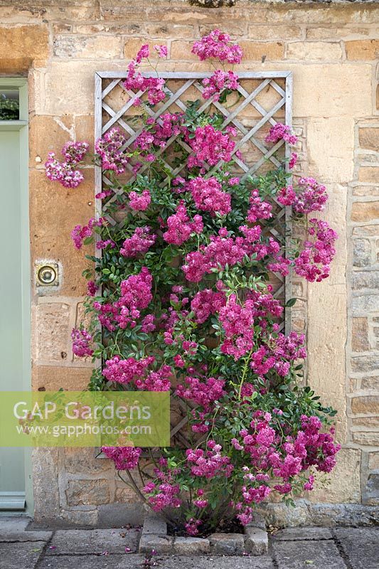 Rosa 'Super Excelsa' on wall - July