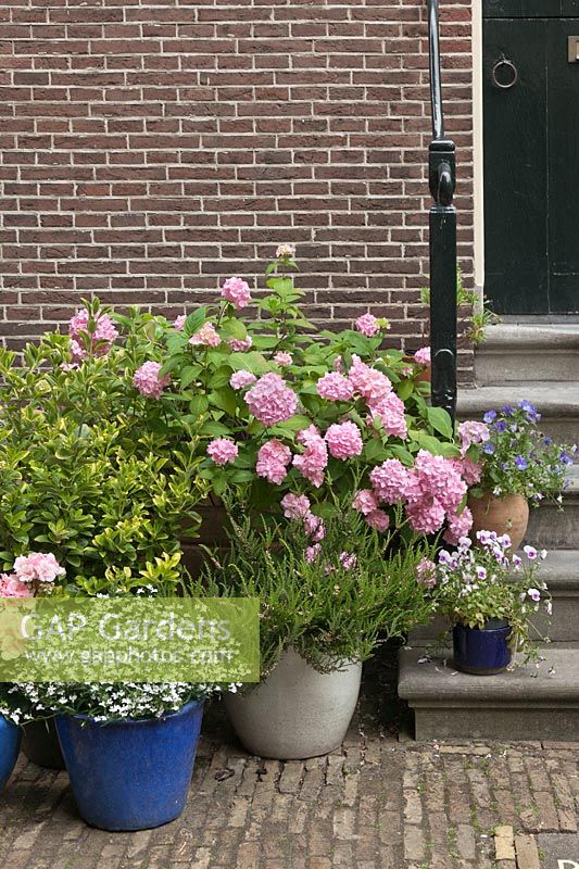 Grouped ceramic containers of bedding plants with pink mophead Hydrangea around steps to house - June