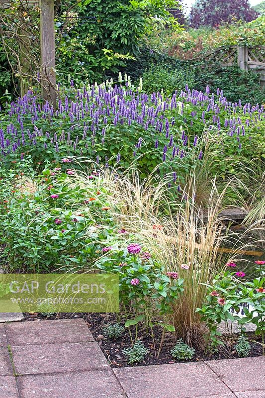 Agastache foeniculum, Zinnia, Stipa tenuissima planted around a pond - Capel Manor Gardens