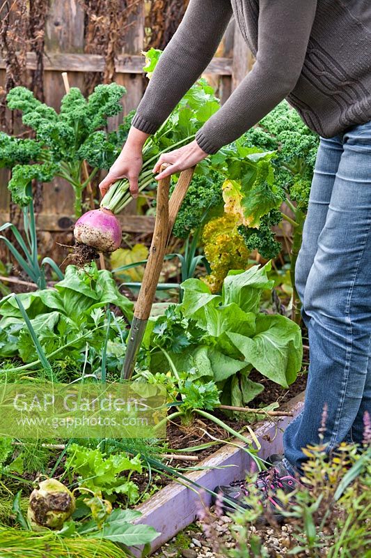 Woman harvesting turnips in November.