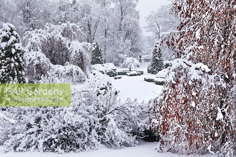 Garden in snow with Thuja occidentalis and Fagus sylvatica Pendula - Weeping Beech