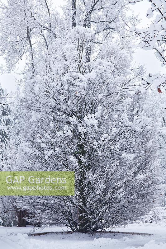Carpinus betulus 'Columnaris' in winter