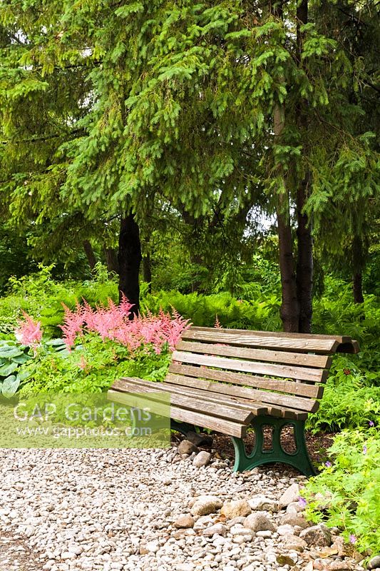 Grey wooden park bench on rock bed underneath Picea abies - Norway Spruce trees and bordered by pink Astilbe flowers, Hosta - Plaintain Lily, Pteridophyta - Fern plants in summer, Centre de la Nature public garden, Saint-Vincent-de-Paul, Laval, Quebec, Canada