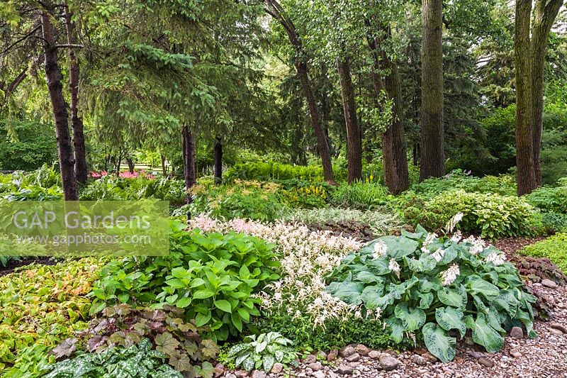 Picea abies and deciduous trees underplanted with Hosta - Plaintain Lily, Astilbe and Ligularia 'The Rocket' in summer at Centre de la Nature public garden, Saint-Vincent-de-Paul, Laval, Quebec, Canada