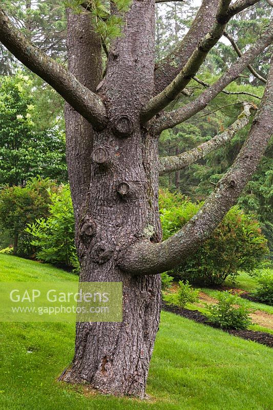 Pinus - White Pine tree with pruned branches on sloped grass lawn in early summer. Le Jardin de Francois garden, Quebec, Canada 