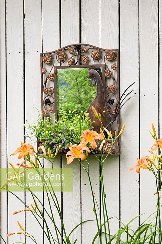 Hemerocallis and a decorative mirror with purple Lobelia, yellow Sanvitalia and Creeping Zinnia on a grey wooden planked wall in Summer. Quebec, Canada. 