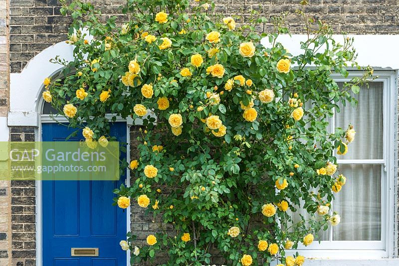 Rosa 'Graham Thomas' trained beside front door. May.