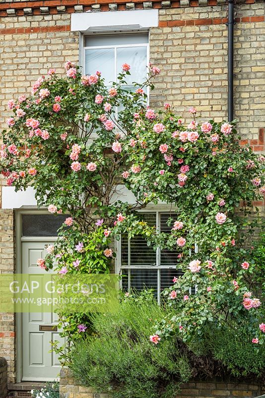 Pink climbing rose trained over front of Victorian house. May.