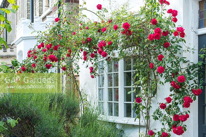 Rosa 'Paul's Scarlet' trained arounf window.May.