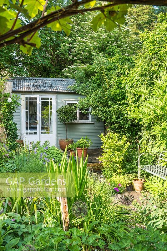 Small town garden in spring with ornamental garden studio, bay tree in container. May