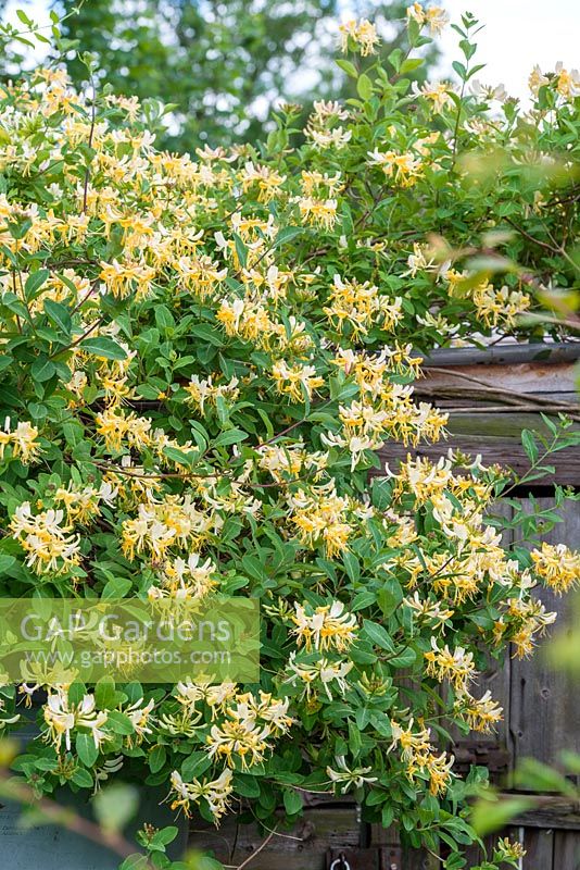 Lonicera periclymenum growing over old shed on an allotment, June.