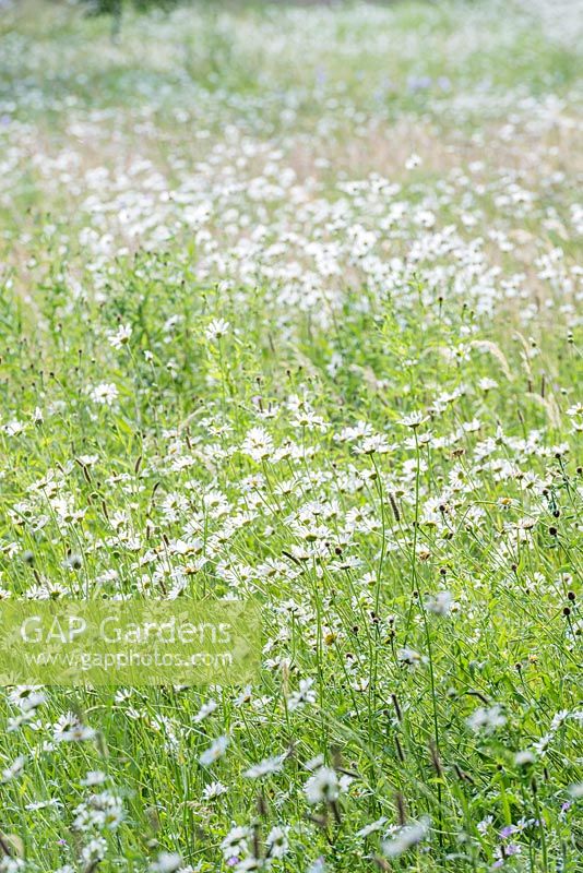 Leucanthemum vulgare - Ox-eye daisy, naturalised in a wildflower meadow. June