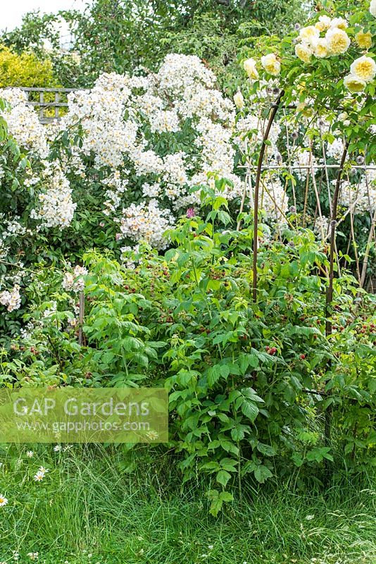 Rasberry 'Autumn Bliss' left to grow semi naturally in wild garden. Rosa 'The Pilgrim' and Rosa 'Sir Cedric Morris' in background. June