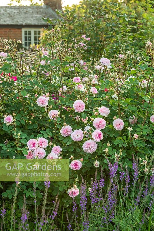 Rosa 'Rosemoor'. June