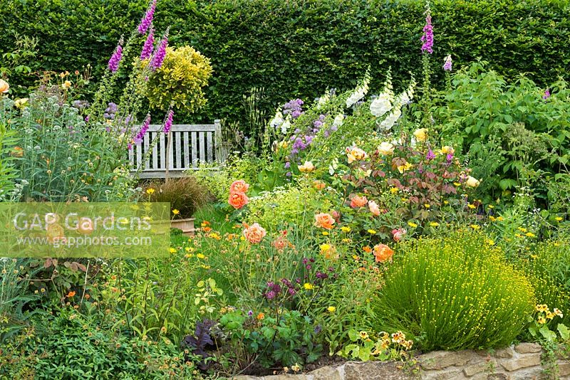 Mixed border in country garden. Rosa 'Lady Emma Hamilton', Buphthalmum salicifolium, santolina, foxgloves, achillea. June